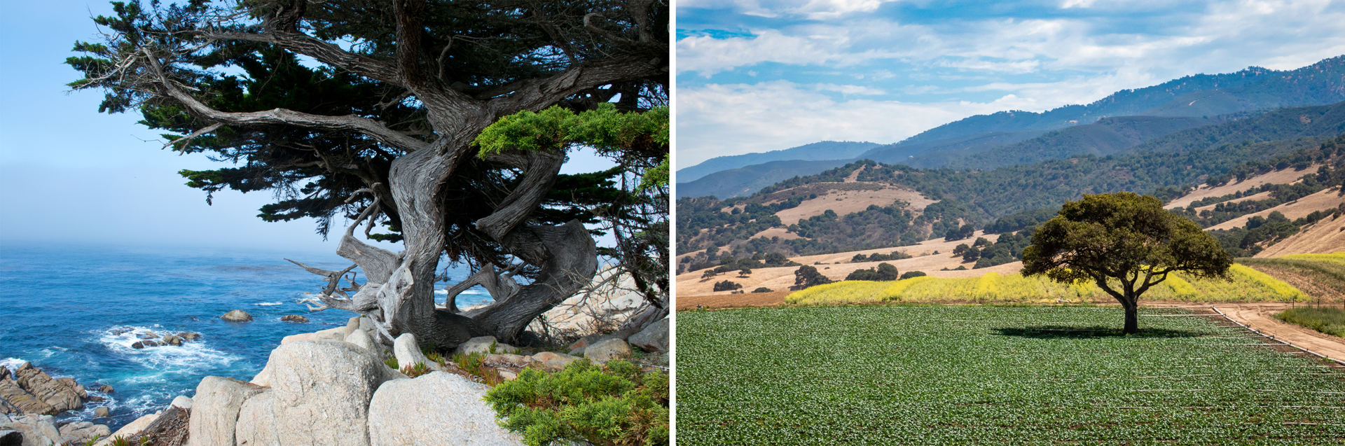monterey-and-salinas-valley